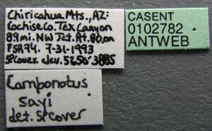 Camponotus sayi casent0102782 label 1.jpg