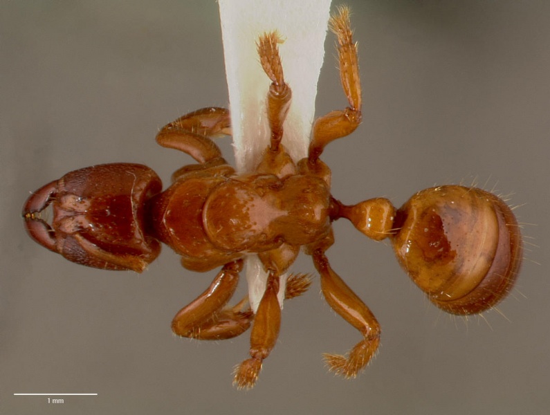 File:Centromyrmex feae sam-hym-c007974b dorsal 1.jpg