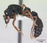 Cerapachys crawleyi casent0178877 profile 1.jpg