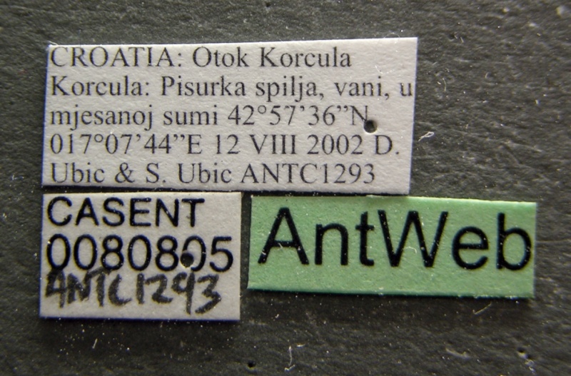 File:Crematogaster schmidti casent0080805 label 1.jpg