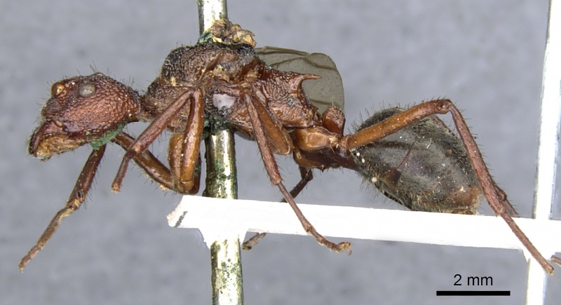 File:Dolichoderus decollatus casent0902943 p 1 high.jpg