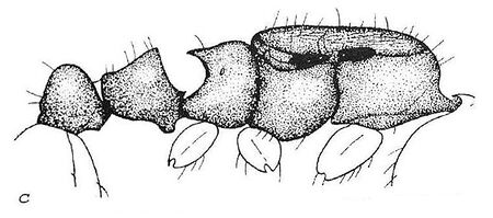 Leptothorax oceanicus C.jpg