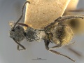 MCZ-ENT001 Polyrhachis-arcuata had.jpg