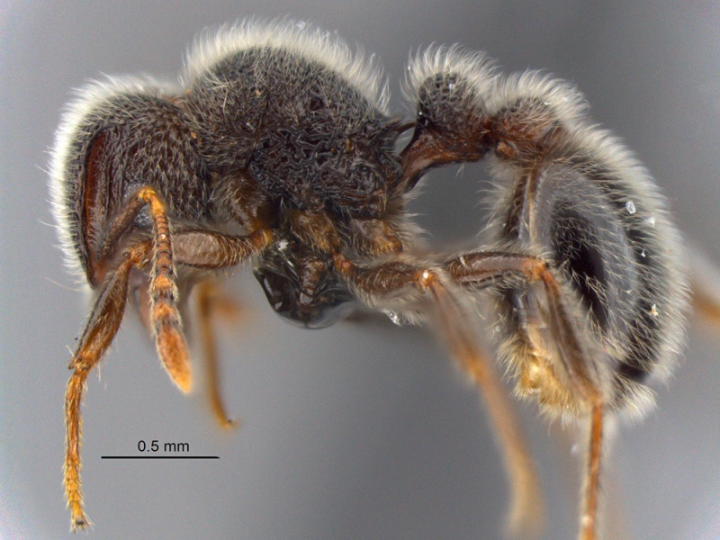 File:MCZ-ENT00512587 Tetramorium constanciae cf hal 5.jpg