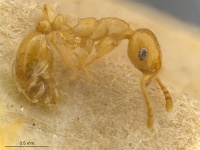 MCZ0000 Ochetomyrmex semipolitus L.jpg