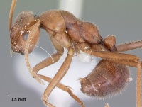 Melophorus anderseni casent0104675 profile 1.jpg