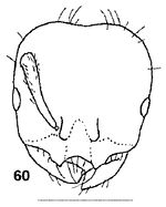 Monomorium bicorne F60.jpg