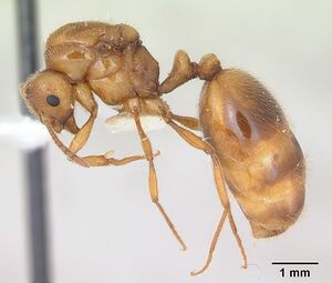 Monomorium cryptobium casent0103339 profile 1.jpg