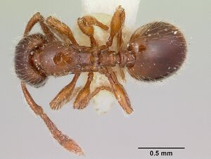 Myrmecina americana casent0103137 dorsal 1.jpg