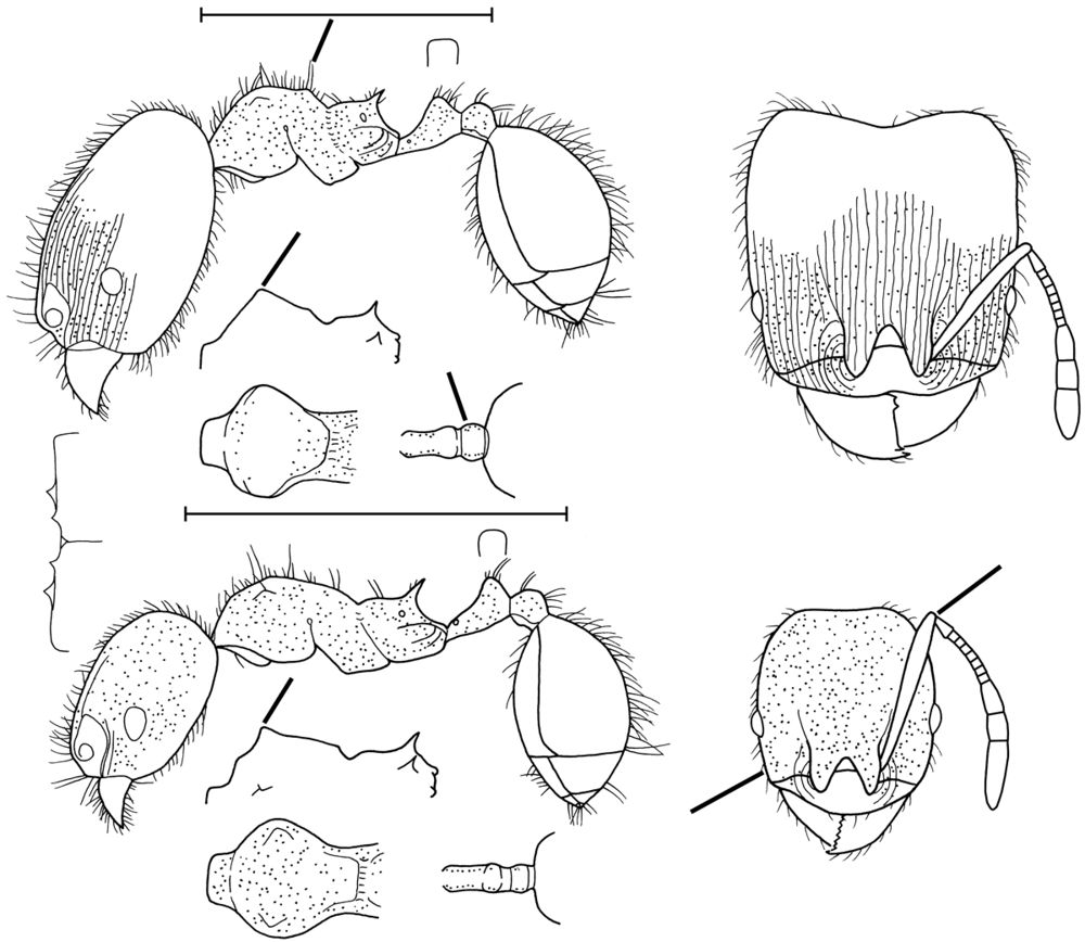 Pheidole caulicola - AntWiki