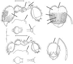 Pheidole galba Wilson 2003.jpg