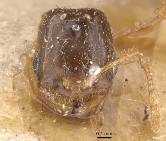 File:Solenopsis longiceps casent0908865 h 1 high.jpg