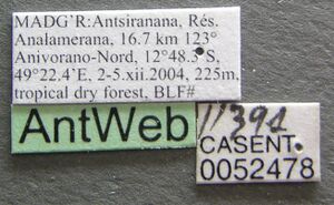 Technomyrmex innocens casent0052478 label 1.jpg