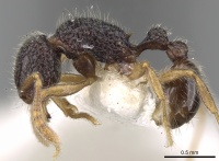 Tetramorium vandalum casent0280868 p 1 high.jpg