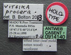 Vitsika procera casent0914140 l 1 high.jpg