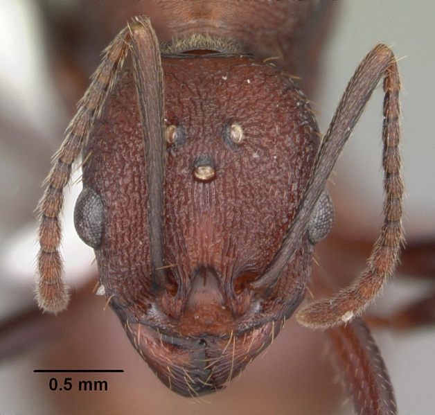 File:Aphaenogaster lamellidens casent0103592 head 1.jpg