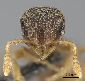 Calyptomyrmex foreli casent0235830 h 2 high.jpg