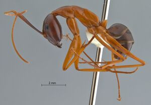 Camponotus-festinus-lateral-am-lg.jpg