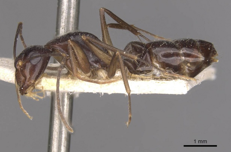 File:Camponotus adami casent0910362 p 1 high.jpg