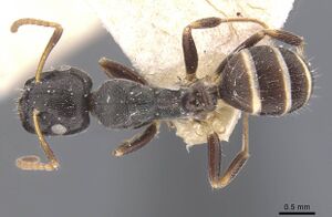 Camponotus annulatus casent0911657 d 1 high.jpg