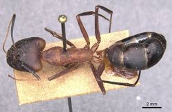 Camponotus caffer casent0905242 d 1 high.jpg