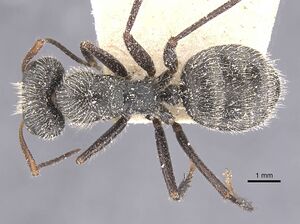 Camponotus emeryodicatus casent0911745 d 1 high.jpg