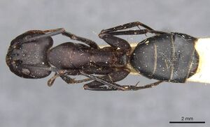 Camponotus erigens casent0910257 d 1 high.jpg