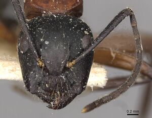 Camponotus innexus casent0910388 h 1 high.jpg