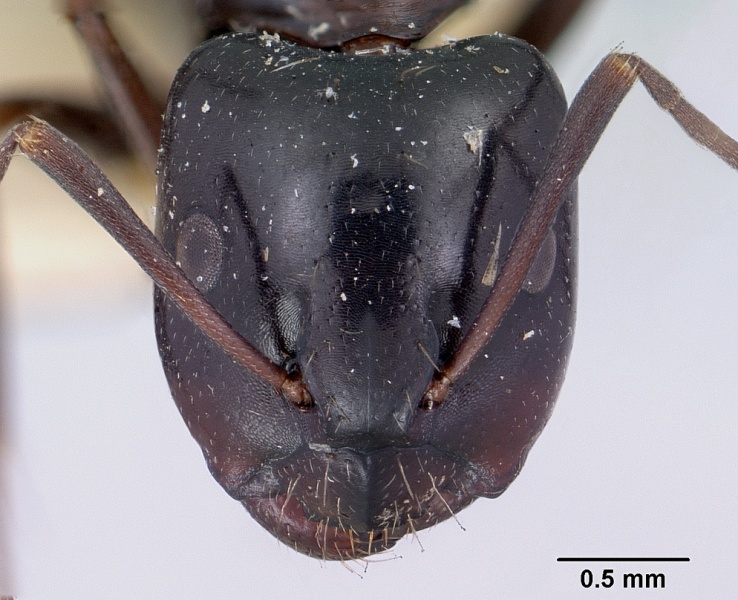 File:Camponotus lubbocki casent0101516 head 1.jpg