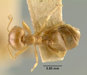 MCZ-ENT00020771 Pheidole williamsi had.jpg