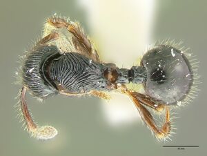 Myrmecina transversa had.jpg