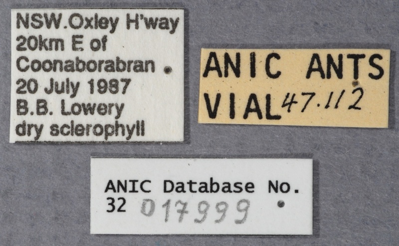 File:Notoncus hickmani ANIC32-017999 labels-Antwiki.jpg