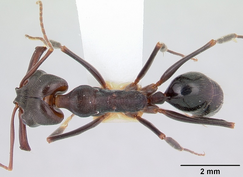 File:Odontomachus troglodytes casent0178263 dorsal 1.jpg