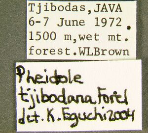 Pheidole-tjibodanaLabel.jpg