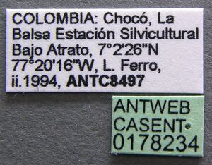 Pheidole ajax casent0178234 label 1.jpg