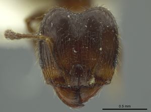 Pheidole chalcoides jtlc000016346 h 1 high.jpg