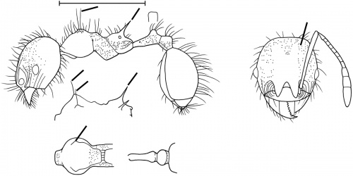 Pheidole epetrion Wilson 2003.jpg