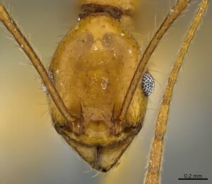 Pheidole familiaparra CASENT0646344 h.jpg