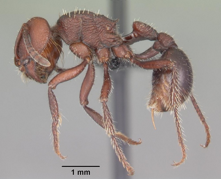 File:Pogonomyrmex uruguayensis casent0103053 profile 1.jpg