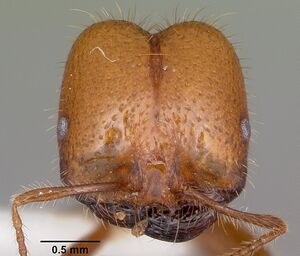 Solenopsis geminata casent0102967 head 1.jpg