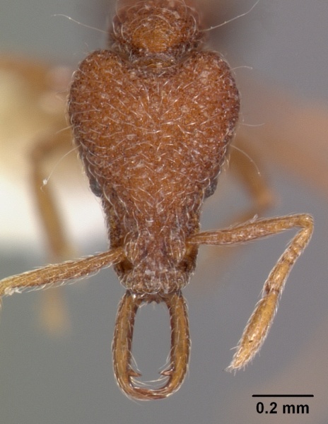 File:Strumigenys paraposta casent0102559 head 1.jpg