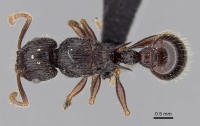 Tetramorium andohahela casent0484416 d 1 high.jpg