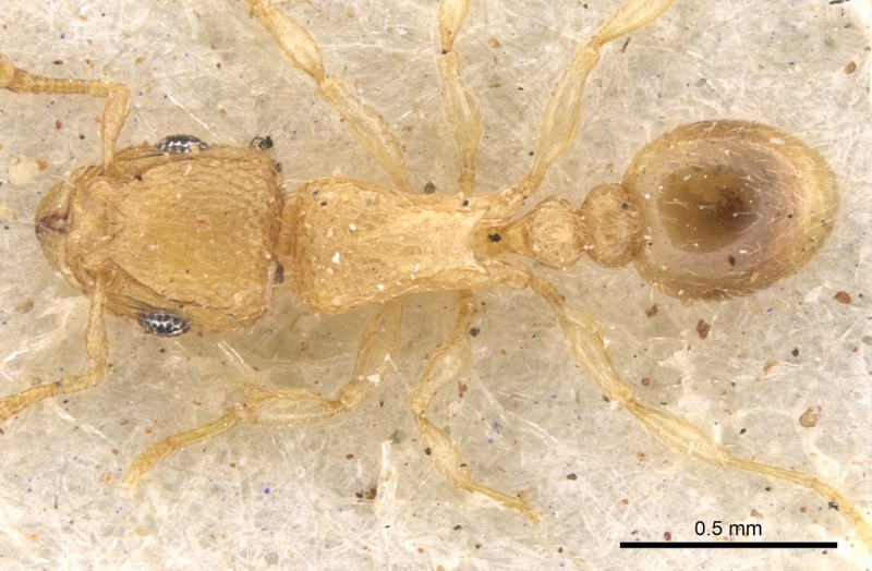 File:Tetramorium ericae casent0901148 d 2 high.jpg