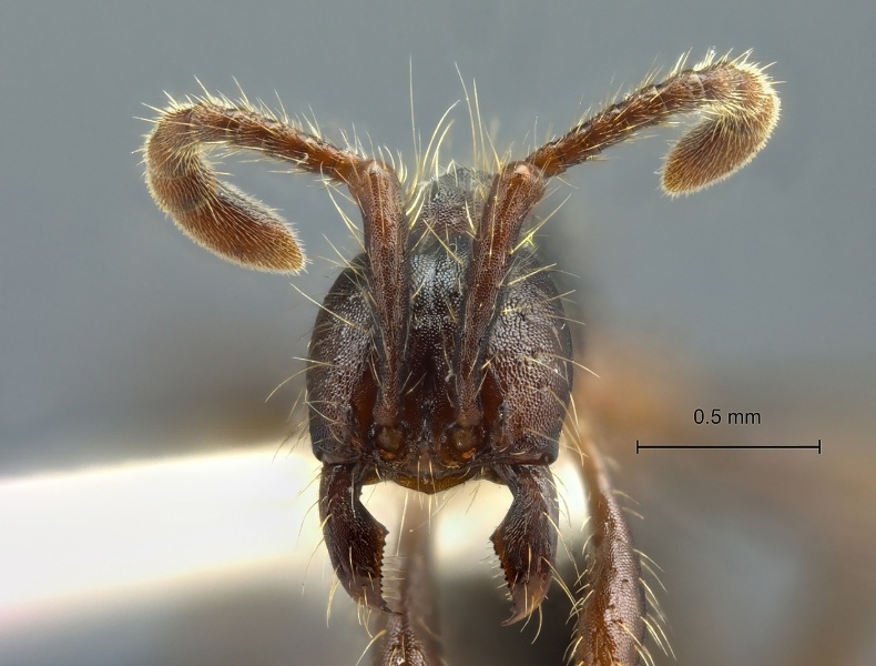 File:Aenictus-bobaiensis-frontal-am-lg.jpg