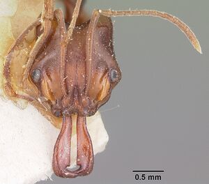 Anochetus madagascarensis casent0104554 head 1.jpg