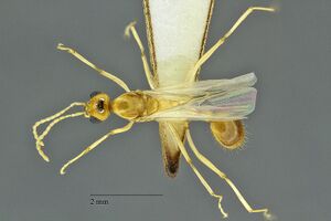 Aphaenogaster-alate1-25x.jpg