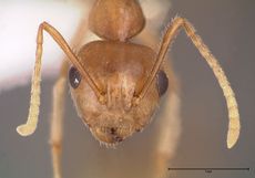 Camponotus-asli-frontal-am-lg.jpg