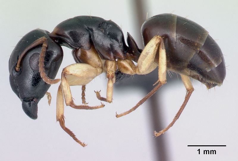 File:Camponotus androy casent0453728 p 1 high.jpg