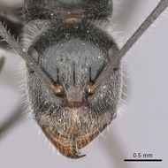 Camponotus dromas casent0280174 h 1 high.jpg