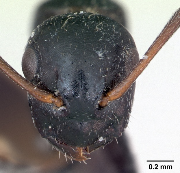 File:Camponotus piceus casent0173136 head 1.jpg